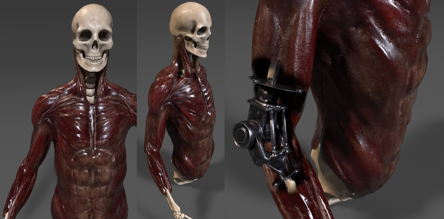 3D model skeleton with muscles sculpted using digital sculpting in Zbrush.